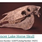 spencer lake horse skull