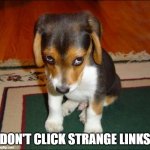 guilty puppy | DON'T CLICK STRANGE LINKS | image tagged in guilty puppy | made w/ Imgflip meme maker