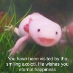 wholesom axolotl | image tagged in wholesom axolotl | made w/ Imgflip meme maker