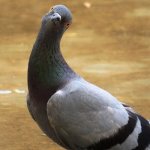 Cracked Out Pigeon