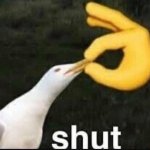 Seagull shut meme