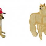 Cheems MAGA hat vs. Swole Doge meme