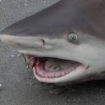 surprised shark