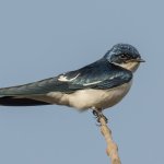 The Swallow meme