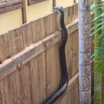 python looking over fence