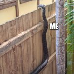 Shine the cobra | KARUPS HA; MY NAUGHTY NEIGHBOR; ME | image tagged in python looking over fence,fun,memes | made w/ Imgflip meme maker