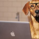 smart dog computer dog