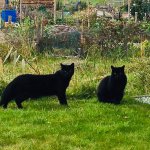 Black cats staring