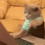 Cat typing meme