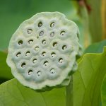 Lotus seedhead