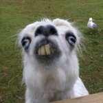 Bucked tooth llama