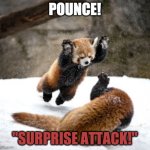 Raaah! | POUNCE! "SURPRISE ATTACK!" | image tagged in surprise,panda,play,cute,red panda | made w/ Imgflip meme maker