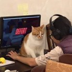 Cat blocking monitor