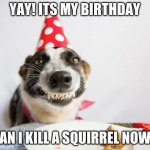 birthday dog | YAY! ITS MY BIRTHDAY CAN I KILL A SQUIRREL NOW? | image tagged in birthday dog | made w/ Imgflip meme maker