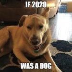 Funneh DOGy | IF 2020; WAS A DOG | image tagged in funneh dogy | made w/ Imgflip meme maker