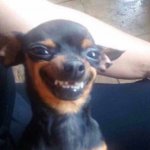 Black Chihuahua Meme Face