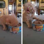 Hungry kitten puts his whole face on his food