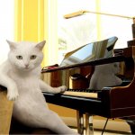 Cat Musician