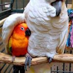 Bird friends