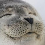 Wholesome Seal