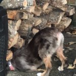 Dog in firewood