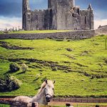 Majestic castle with horse