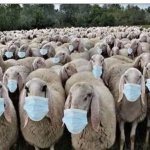 Sheep masks meme