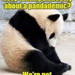 Pandademic | Why do humans keep talking anxiously about a pandademic? We're not hurting anybody! | image tagged in sad panda,pandemic,covid-19,coronavirus,coronavirus meme | made w/ Imgflip meme maker