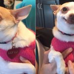 Angry and happy chihuahua meme