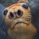 curious seal