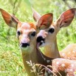 Deer lick