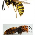 TWO BEES meme