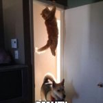 Scared cat | ME; REALITY | image tagged in scared cat | made w/ Imgflip meme maker