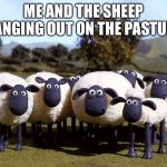 iPhone sheep | ME AND THE SHEEP HANGING OUT ON THE PASTURE | image tagged in iphone sheep | made w/ Imgflip meme maker