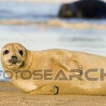 Amber Seal