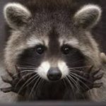 Raccoon has a deal for you