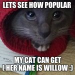 wilow the fancy pants cat | LETS SEE HOW POPULAR; MY CAT CAN GET
( HER NAME IS WILLOW :) | image tagged in pants cat | made w/ Imgflip meme maker