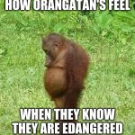 sad orangatan | HOW ORANGATAN'S FEEL; WHEN THEY KNOW THEY ARE EDANGERED | image tagged in sad orangatan | made w/ Imgflip meme maker