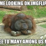 unamused Orangatang | ME LOOKING ON IMGFLIP; AND SEE TO MANY AMONG US MEMES | image tagged in unamused orangatang | made w/ Imgflip meme maker