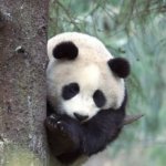 Spying panda