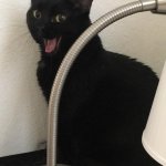 Happy Black Cat
