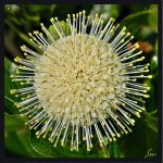 ButtonBush