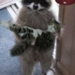 racoon holding cat