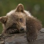 Sad bear cub