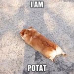 corgie potat | I AM; POTAT | image tagged in corgie,potato,flop | made w/ Imgflip meme maker