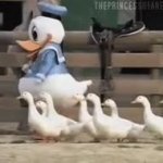 ducks following leader duck GIF Template