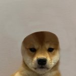 Dog With Hat