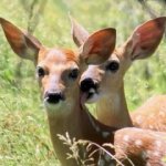 Deer licking a deer meme