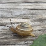 Greg the snail