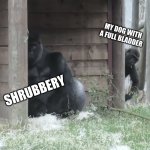 Sneaky Gorilla Kid | MY DOG WITH A FULL BLADDER; SHRUBBERY | image tagged in sneaky gorilla kid,dogs | made w/ Imgflip meme maker